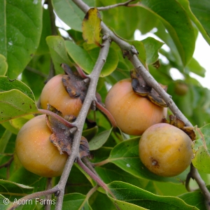 DIOSPYROS VIRGINIANA