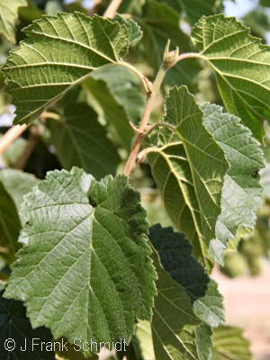 CORYLUS COLURNA