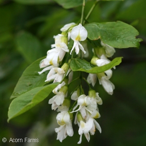 CLADRASTIS LUTEA