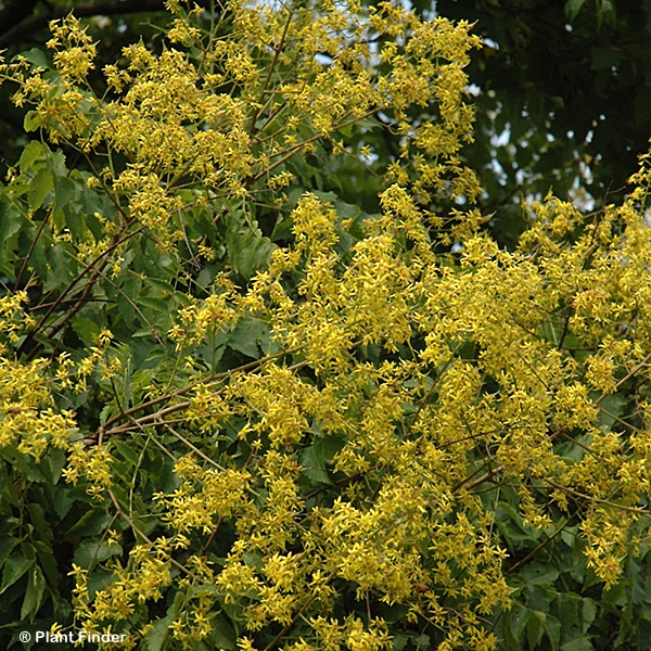 KOELREUTERIA PANICULATA