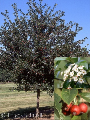 CRATAEGUS CRUSGALLI INERMIS