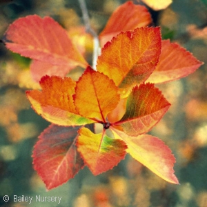 CRATAEGUS CRUSGALLI CRUSADER