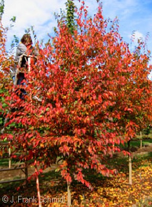 CARPINUS CAR NATIVE FLAME