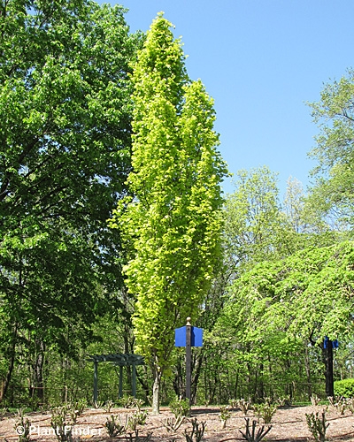 FAGUS SYL DAWYCK GOLD