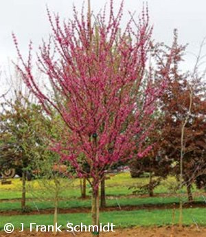 CERCIS CAN NORTHERN HERALD