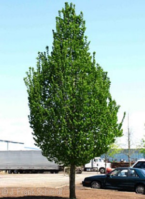 CARPINUS BET EMERALD AVENUE