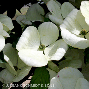 CORNUS KOUSA VENUS