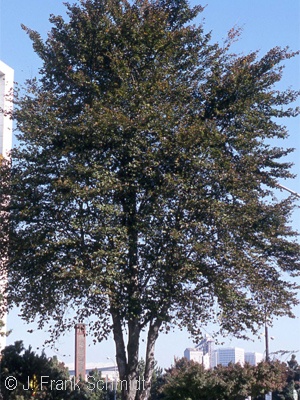 FAGUS SYLVATICA