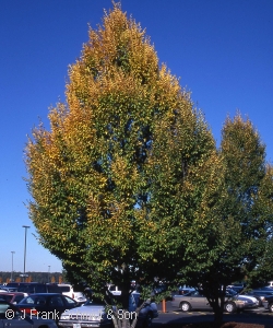 FAGUS SYL ASPLENIFOLIA