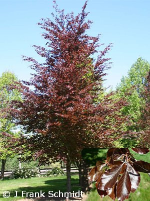 FAGUS SYL RIVERSII