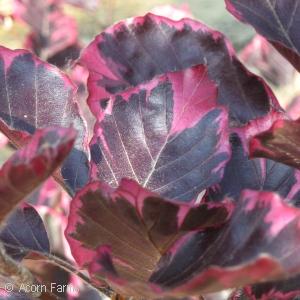 FAGUS SYL TRICOLOR