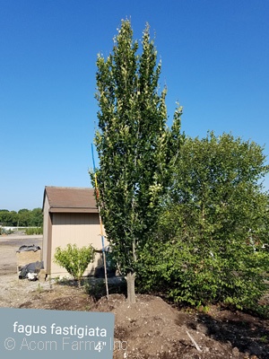 FAGUS SYL FASTIGIATA