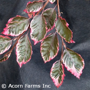 FAGUS SYL ROSEO-MARGINATA