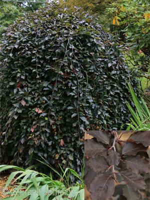 FAGUS SYL PURPUREA PENDULA