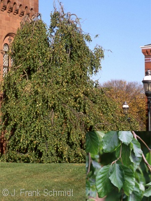 FAGUS SYL PENDULA