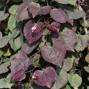 CERCIS CAN RUBY FALLS