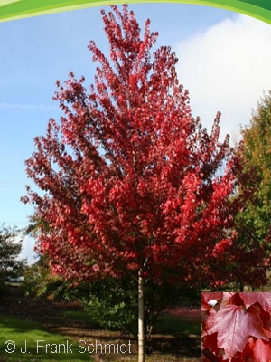 ACER RUB BRANDYWINE