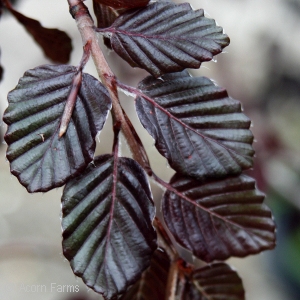 FAGUS SYL PURPLE FOUNTAIN