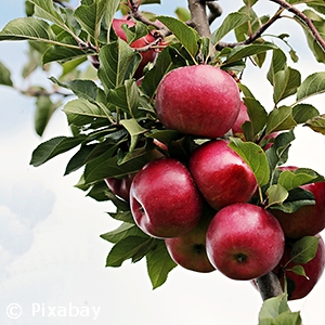 MALUS TASTY RED