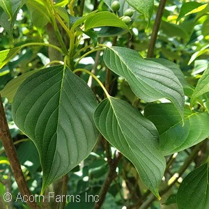 CORNUS CON JUNE SNOW