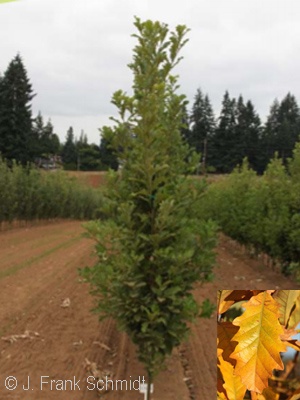 QUERCUS BICOLOR BEACON