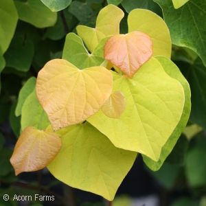 CERCIS CAN RISING SUN