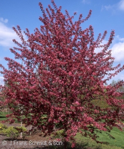 MALUS PURPLE PRINCE