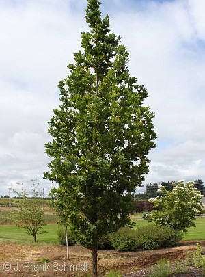 QUERCUS ROB ALB STREETSPIRE