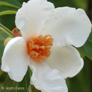 FRANKLINIA ALATAMAHA