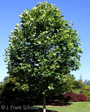 LIRIODENDRON TUL EMERALD CITY