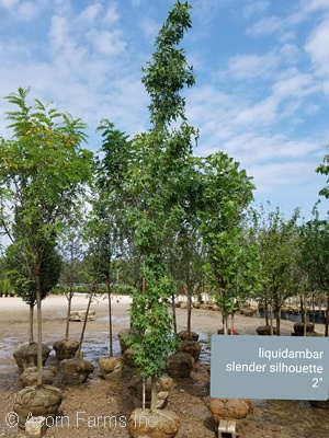 LIQUIDAMBAR SLENDER SILHOUETTE