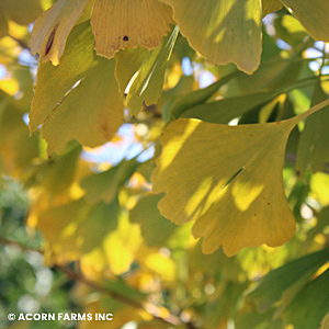 GINKGO BIL AUTUMN GOLD