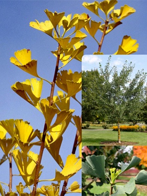 GINKGO BIL MAGYAR