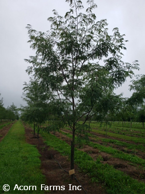 GLEDITSIA TRI NORTHERN ACCLAIM