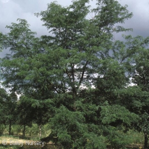 GLEDITSIA TRI IMPERIAL