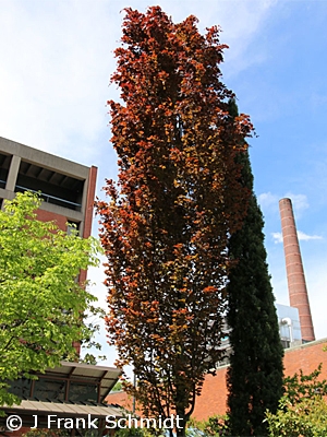 FAGUS SYL DAWYCK PURPLE