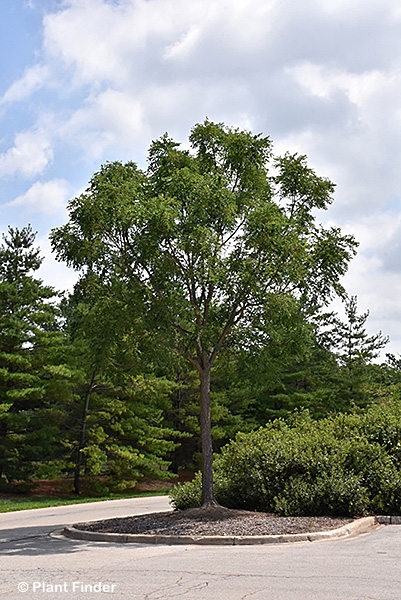 GYMNOCLADUS DIO PRAIRIE TITAN