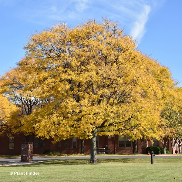 GLEDITSIA TRI SHADEMASTER