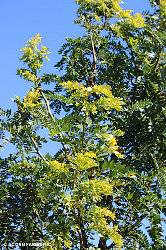 GLEDITSIA TRI SUNBURST