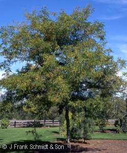 GLEDITSIA TRI TRUE SHADE