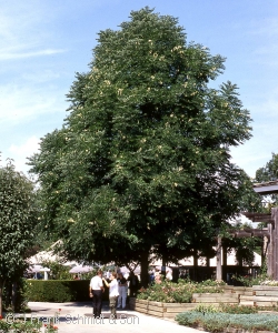 Kentucky Coffee Tree - Gymnocladus Dioicus - Pennsylvania native tree
