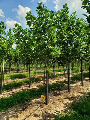 LIRIODENDRON TULIPIFERA