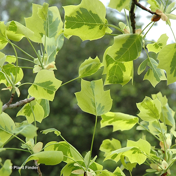 LIRIODENDRON AUREO-MARGINATUM