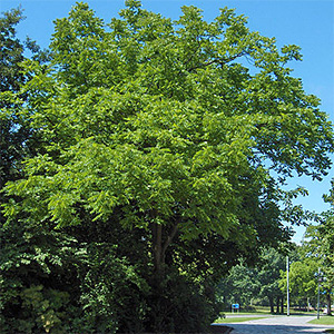 Juglans nigra - Black Walnut - Pennsyvania native tree