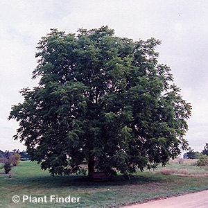 JUGLANS NIGRA