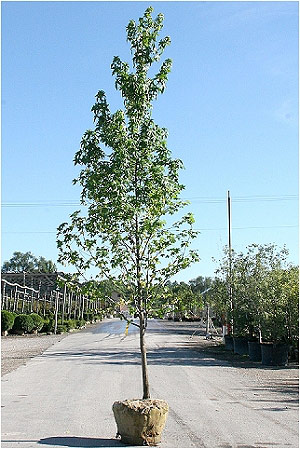 LIQUIDAMBAR STYRACIFLUA