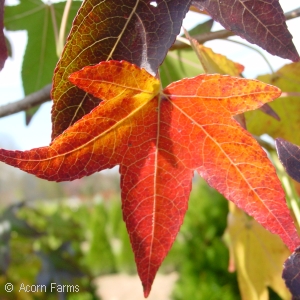 LIQUIDAMBAR STY MORAINE