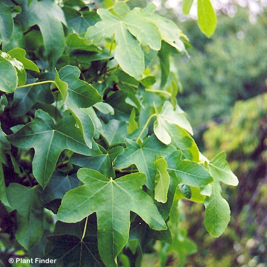 LIQUIDAMBAR STY ROTUNDILOBA
