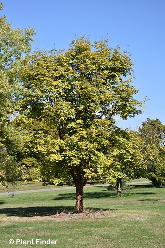 ACER GRI GIRARD
