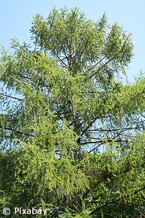 LARIX DECIDUA